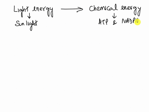 describe-how-light-energy-is-transformed-into-chemical-energy-during-photosynthesis-31769