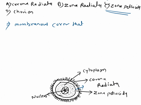 the-membranous-cover-of-follicular-cells-around-the-ovum-of-ovulation-is-a-corona-radiata-b-zona-radiata-c-zona-pellucida-d-chorion-87275