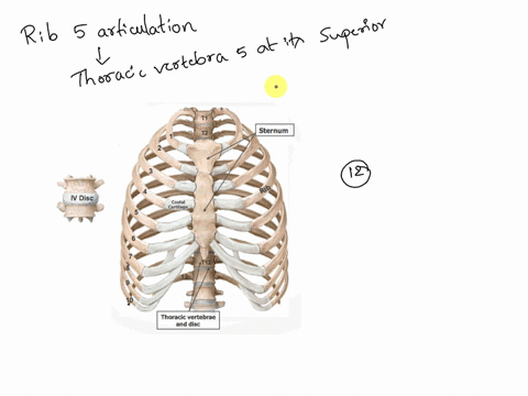 describe-how-rib-5-articulates-with-the-spine-how-do-ribs-1-and-12-differ-from-this-and-from-each-ot-39987