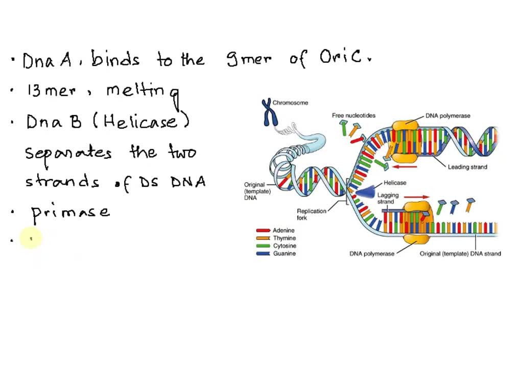 SOLVED Rank the following components of DNA replication in the correct