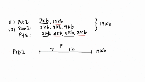 A linear fragment of DNA is cleaved with the individual restriction ...