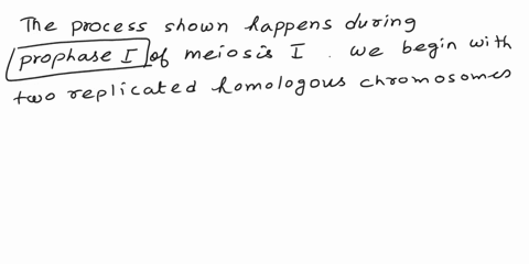 cell-cycle-the-process-shown-happens-during-prophase-imetaphase-i-choose-one-of-meiosis-l-we-begin-with-two-replicated-homologous-chromosomes-on-the-left-these-move-close-together-and-we-hav-19009