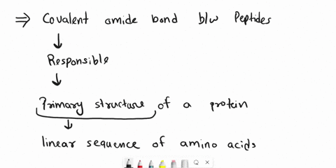the-covalent-ester-amide-hydrocarbon-hydrogen-bond-between-peptides-is-responsible-for-the-primary-secondary-tertiary-quaternary-structure-of-a-protein-2-pts-of-the-twenty-amino-acids-only-o-35554