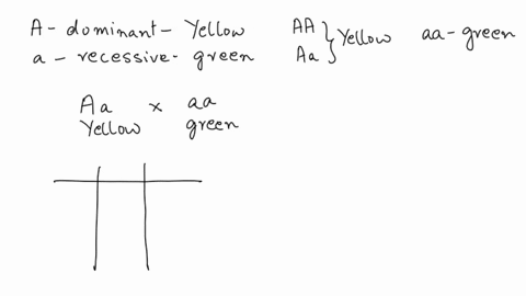 in-peas-yellow-seed-color-is-dominant-a-over-green-seed-color-a-if-a-heterozygous-yellow-seed-pea-plant-is-crossed-with-a-green-seed-pea-plant-what-is-the-probability-that-their-offspring-wi-84076