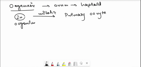 once-the-ovarian-cycles-have-become-established-a-few-oocytes-are-regularly-recruited-or-activated-and-begin-the-processes-of-oocytefollicle-maturation-that-culminates-with-the-ovulation-of-80609