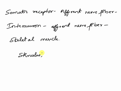 question-40-and-41-pleasee-question-401-point-which-one-of-the-following-best-describes-the-order-of-a-somatic-reflex-somatic-receptor-interneuron-afferent-nerve-fiber-efferent-nerve-fiber-s-68093