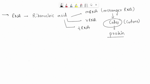 which-type-of-rna-is-used-to-carry-the-amino-acids-to-the-site-of-protein-synthesis-for-translation-a-urna-b-rrna-c-mrna-d-trna-96698