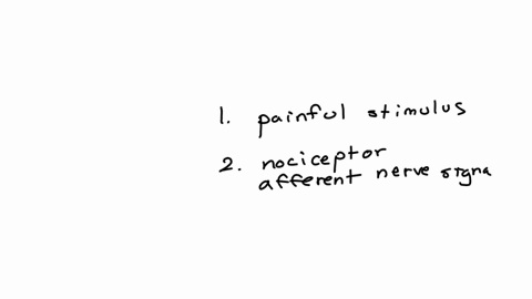 place-the-steps-in-order-the-nerve-signal-activates-the-flexor-muscle-in-the-left-leg-3-extensor-muscle-nocicepors-pain-recepors-in-the-left-toe-generate-an-afferent-neve-sigral-the-signal-is-transmit