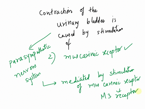 contraction-of-the-urinary-bladder-is-caused-by-stimulation-of-beta-3-receptors-muscarinic-beta-2-receptors-alpha-1-receptors-98384