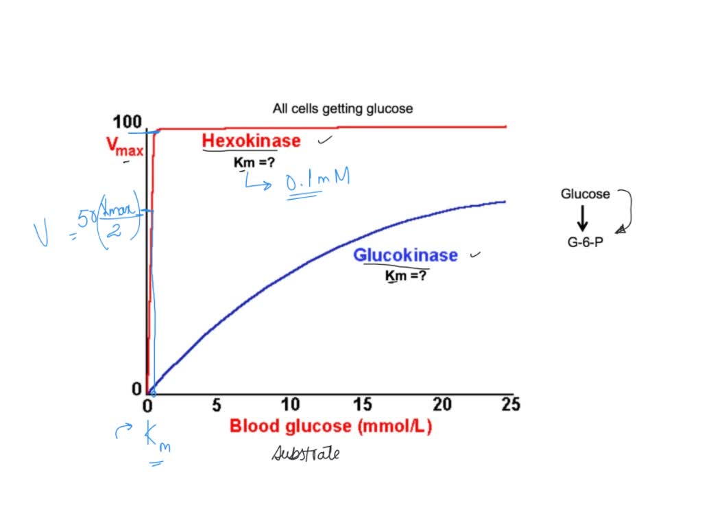 solved-glucose-is-converted-to-fructose-using-glucose-isomerase-in