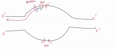 when-the-structure-of-dna-was-determined-it-was-hypothesized-that-each-strand-can-serve-as-a-template-for-replication-upon-strand-separation-in-bacterial-dna-replication-how-is-the-double-st-96276