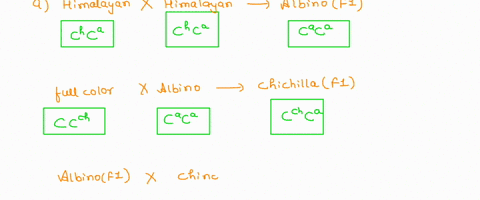 in-rabbits-series-of-multiple-alleles-controls-coat-color-in-the-fol-lowing-way-cis-dominant-to-all-other-alleles-and-causes-full-color-the-chinchilla-phenotype-is-due-to-the-ch-allele-which-89053