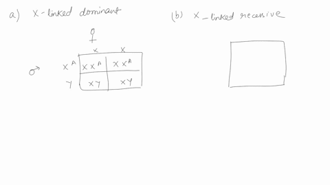iii-given-the-following-pedigree-below-use-punnettsquares-for-each-of-the-following-possibilities-a-x-linked-dominant-b-x-linked-recessive-c-autosomal-dominantand-d-autosomal-recessive-in-or-46534