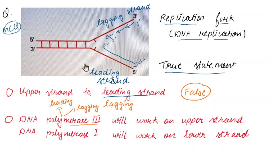 SOLVED: The diagram below shows a replication fork during DNA ...
