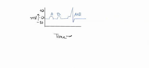 the-graph-below-shows-the-action-potentials-recorded-for-two-neurons-and-bwhich-fire-simultancously-if-neuron-is-connected-to-both-and-b-and-its-threshold-is-50-mv-will-have-an-action-potent-17535