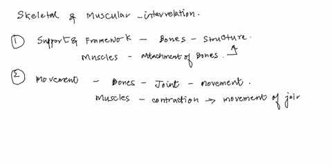 how-are-skeletal-and-muscular-systems-interrelated-does-one-regulate-the-other-do-they-work-together-if-yes-then-how-do-they-coordinate-their-functions-etc-explain-in-details-30963