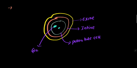 what-are-the-specific-terms-used-for-inner-and-outer-wall-of-pollen-grain-33584