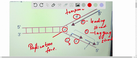 which-letter-represents-the-following-in-this-dna-replication-diagram-okazaki-fragment-replication-fork-eading-strand-lagging-strand-template-rna-primer-can-you-tell-if-the-bove-diagram-illu-33522