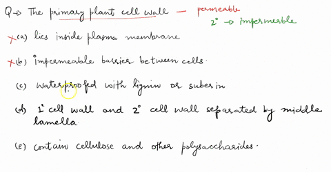the-primary-plant-cell-wall-a-lies-immediately-inside-the-plasma-membrane-b-is-an-impermeable-barrie-00662