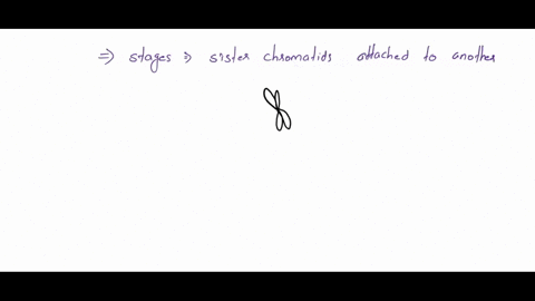 question-5-in-which-of-the-following-would-there-be-sister-chromatids-attached-to-one-another-3571428571-polb-prophase-telophase-metaphase-anaphase-52762