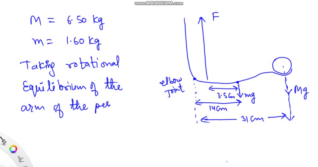 SOLVED: The mass of the bowling ball held in their hand, as shown in ...