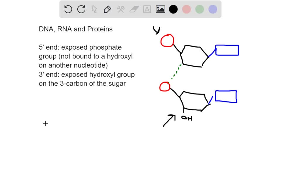 SOLVED: (b) Label the 5' and 3' ends of DNA Figure 1 and RNA, as well ...