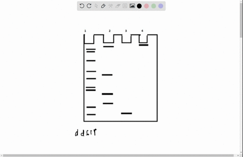 the-following-dna-fragment-was-sequenced-by-the-sanger-method-the-asterisk-indicates-fluorescent-label-3oh-attacgcaaggacattagac-5-t-c-sample-of-the-dna-was-eacted-with-dna-polymerase-and-eac-89549