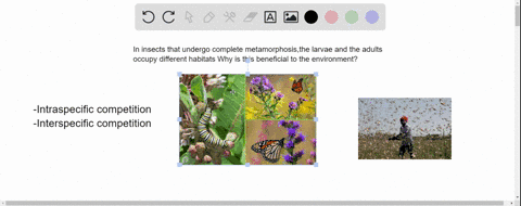 10-in-insects-that-undergo-complete-metamorphosisthe-larvae-and-the-adults-occupy-different-habitats-why-is-this-beneficial-to-the-environment-05995