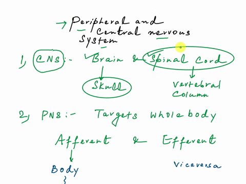1-what-is-the-central-nervous-system-and-what-is-it-composed-of-2what-is-the-peripheral-nervous-system-list-and-describe-its-2-main-divisions-3muscles-are-controlled-by-the-nervous-system-wh-35698