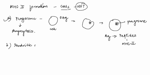 all-of-the-following-are-involved-with-mhc-ii-protein-generation-except-a-group-of-answer-choices-b-phagosome-c-dendritic-cells-d-endocytosis-e-nerve-cell-f-golgi-apparatus-g-rer-69512