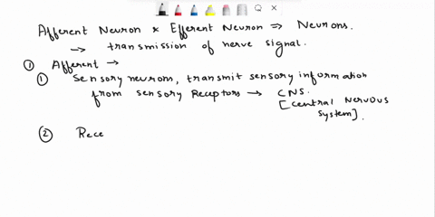 distinguish-between-a-afferent-neurons-and-efferent-neurons-b-impulse-conduction-in-a-myelinated-ner-10219