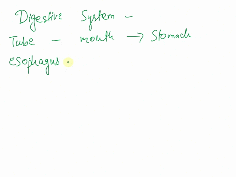 what-is-the-name-of-the-tube-that-connects-the-mouth-to-the-stomach-66589