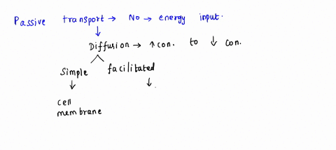 define-the-following-types-of-transport-across-a-membrane-give-an-example-of-a-molecule-that-uses-each-type-of-transport-and-why-a-passive-transport-b-simple-diffusion-c-facilitated-diffusio-27626