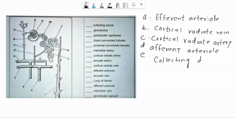 match-each-of-the-lettered-structures-on-the-diagram-of-the-nephron-and-associated-renal-blood-supply-on-the-left-with-the-terms-on-the-right-collecting-tubule-glomerulus-peritubular-capilla-45328