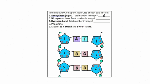in-the-below-dna-diagram-label-one-of-each-bolded-term-2-deoxyribose-sugar-total-number-inimage-3-nitrogenous-base-total-number-inimage-hydrogen-bond-totalnumber-inimage-5-phosphate-6-label-75637