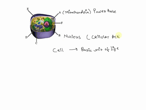 what-is-the-structure-labeled-e-in-the-diagram-below-biology-sem-apex-learning-ya-2-pretest-unit-3-questlon-11-of-32-what-e-the-structure-labeled-in-the-diagram-below-mitochondrion-b-cytopla-97584