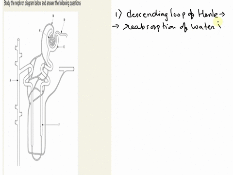 study-the-nephron-diagram-below-and-answer-the-following-questions-i-explain-the-significance-of-the-differences-in-diameter-between-structure-b-and-structure-d-1-i-starting-with-a-solution-94273