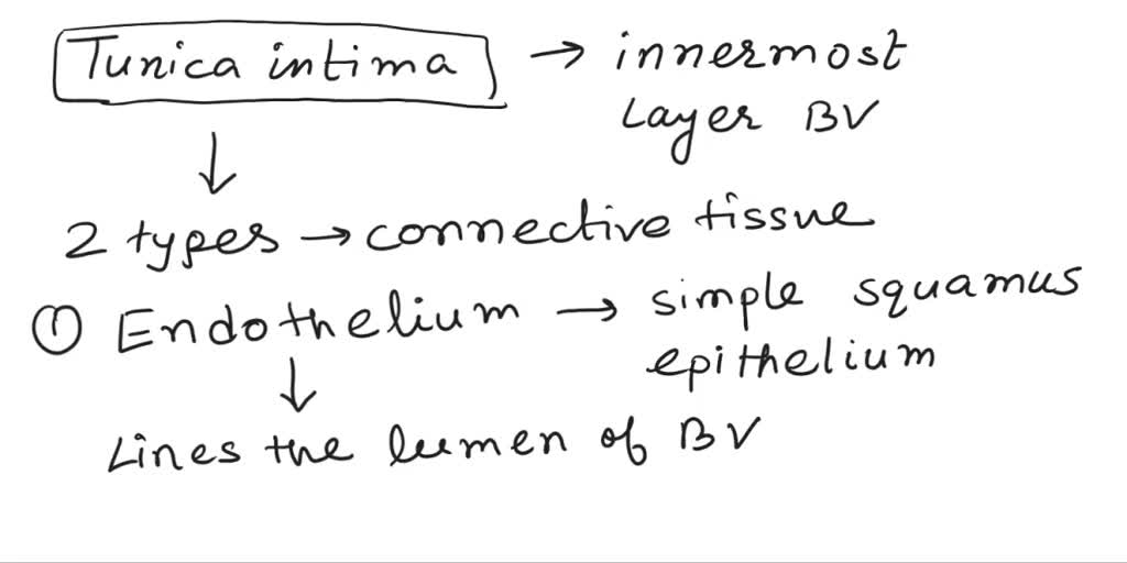 SOLVED What two types of connective tissues are in the tunica intima