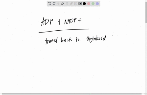 atp-is-converted-back-to-adp-and-nadph-is-converted-back-to-nadp-once-their-energy-is-used-where-do-these-molecules-go-next-they-dont-they-are-expelled-they-go-back-to-the-light-dependent-re-98827