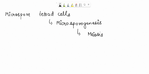 what-is-ploidy-of-microspore-tetrad-cells-26723