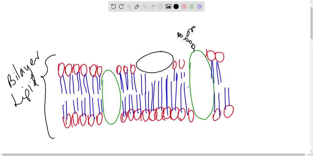 SOLVED Text Observe the given figure of the cell membrane and design