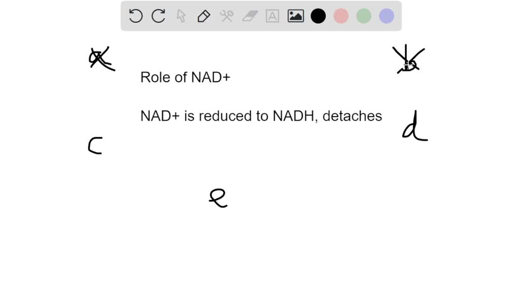 SOLVED: ADH requires the presence of a nicotinamide adenine ...