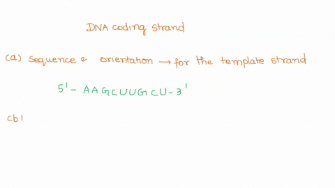 question-10-ycu-have-piece-of-the-dna-coding-strand-tor-particular-gene-with-tne-following-sequence-aagcttgca-3-please-be-sure-t0-put-lhe-lelter-for-each-part-beforeyour-answer-and-put-the-a-90826