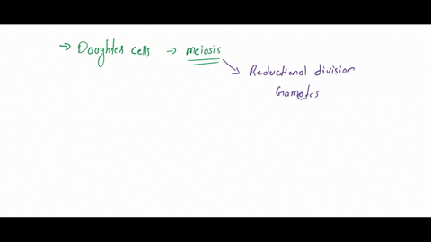 how-many-daughter-cells-are-produced-at-the-end-of-meiosis-0-11-0-23-0-32-044-93408