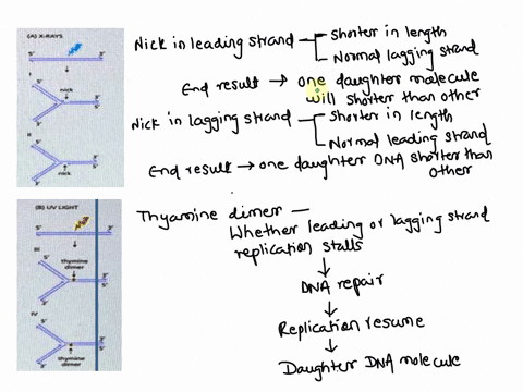 dna-damage-interferes-with-dna-replication-x-rays-can-generate-hydroxyl-radicals-that-are-very-reactive-and-can-make-nick-in-one-or-both-strands-uv-light-mltdg-creates-dimers-between-adjacen-01695