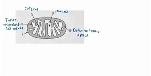 consider-the-diagram-of-the-mitochondrion-shown-below-during-electron-transport-protons-ht-are-pumped-into-what-area-of-the-mitochondrion-ln-59362
