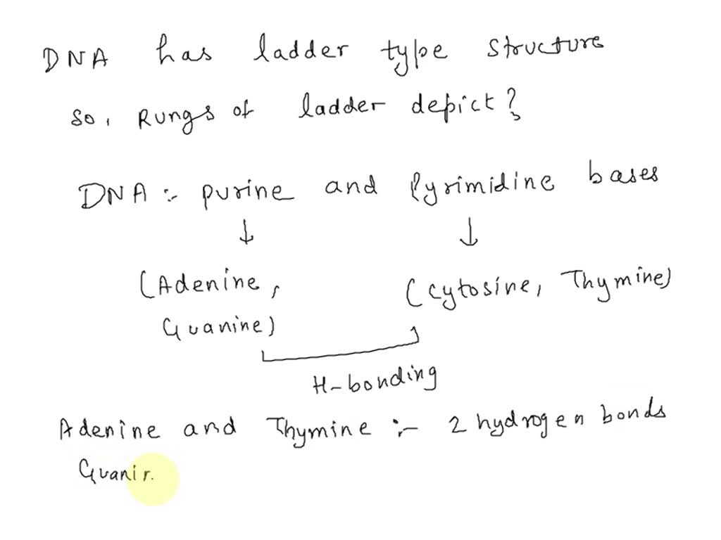 solved-the-structure-of-dna-resembles-a-twisted-ladder-determine-the