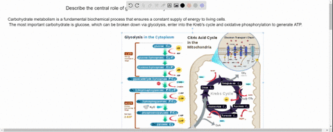 describe-the-central-role-of-glucose-in-carbohydrate-metabolism-55479