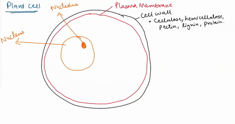 briefly-describe-the-structure-and-function-of-a-plant-cell-80923