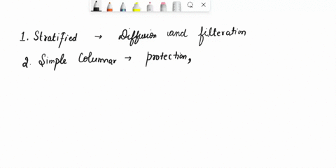 match-each-epithelial-tissue-in-column-b-with-its-function-listed-in-column-acolumn-a-column-b1-functions-in-diffusion-and-filtration-a-stratified-epithelium2-functions-in-protection-b-simpl-14334
